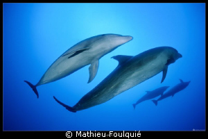 4 bottlenose dolphins in Tiputa pass (Rangiroa).  and no ... by Mathieu Foulquié 